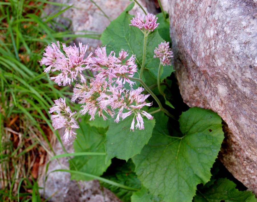 Fioriture magellensi